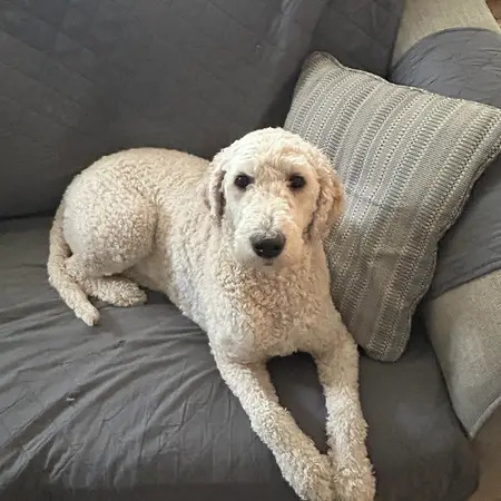 cooper
