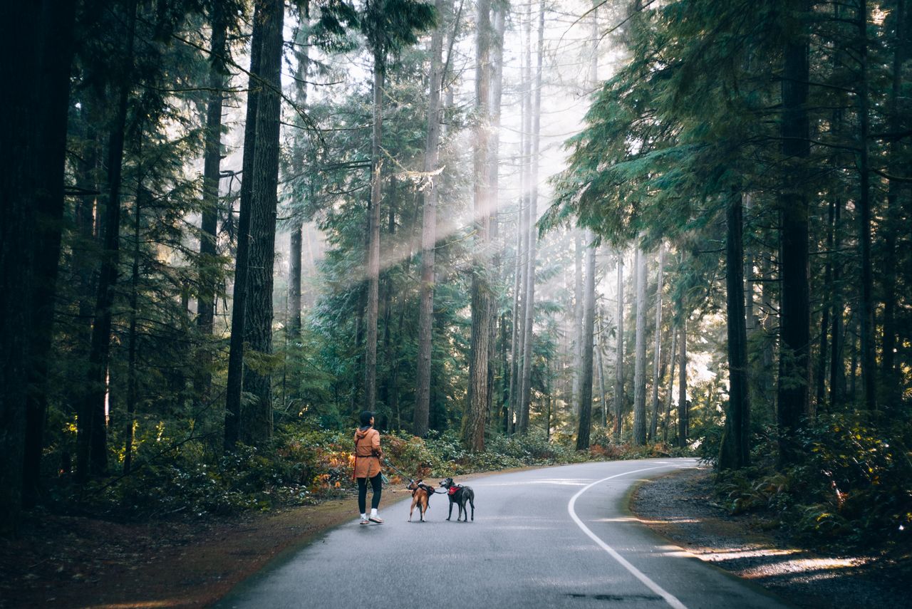 A serene walk in the forest as a woman strolls with her dogs under rays of sunlight filtering through tall trees.