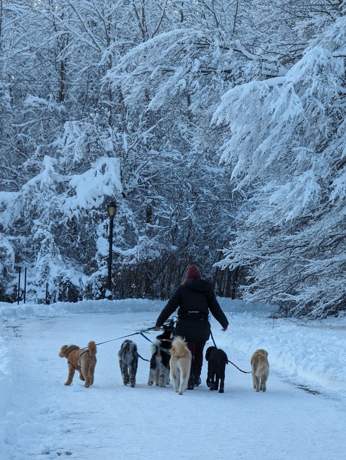 A woman walks multiple dogs on a snowy path in a forest, creating a serene winter scene.