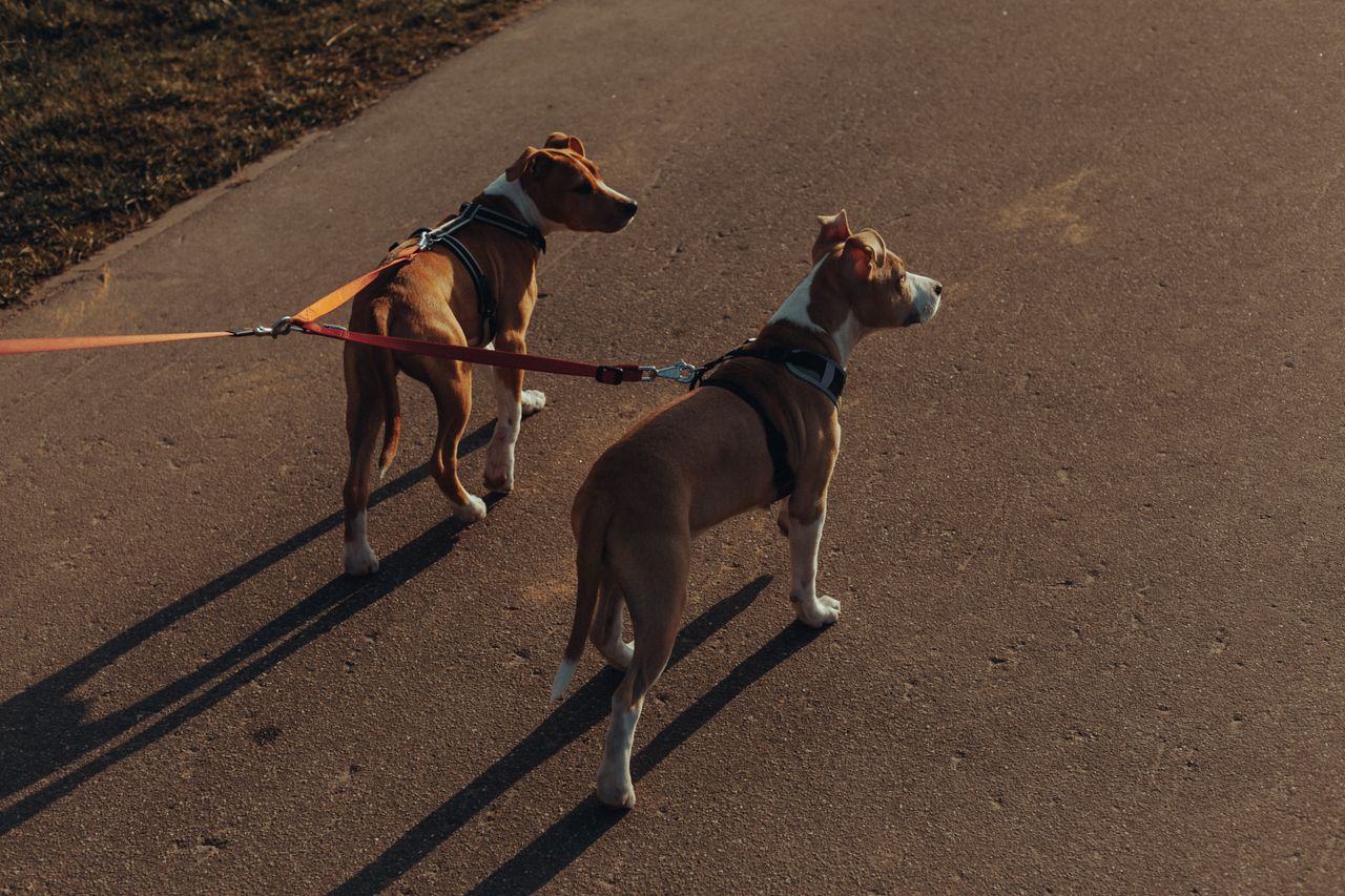 From above of pair of similar purebred Plummer Terrier dogs with double leashes standing on asphalt path in park